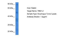 YME1L1 Rabbit anti-Human, Polyclonal, Novus Biologicals 0.1ml; Unconjugated:Antibodies,